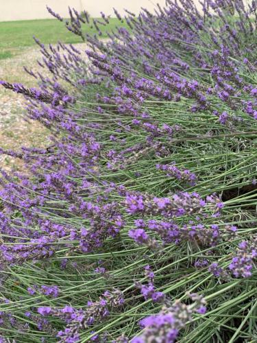 Une bande de fleurs violettes dans l'herbe dans l'établissement Maison indépendante dans Mas Provençal, à Avignon