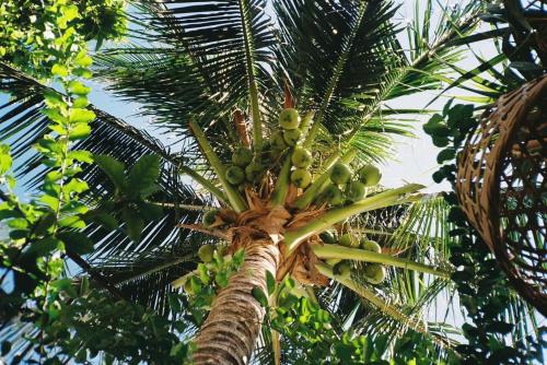 a palm tree with a bunch of green bananas on it at Uyen's House in Con Dao