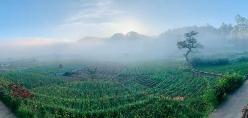 a foggy field with a tree in the middle at Ceylon shadow in Haputale