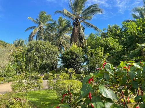a palm tree in the middle of a garden at Charming Villa in Foulpointe with Sea View in Foulpointe