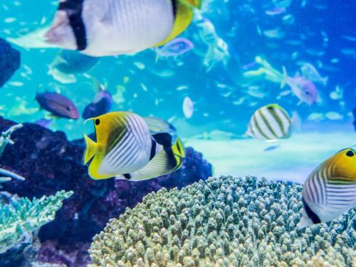 a group of fish swimming in an aquarium at Hotel Resol Ikebukuro in Tokyo