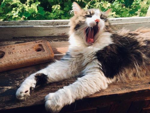 a cat yawning while laying on a window sill at Le Couvent in LʼHermenault