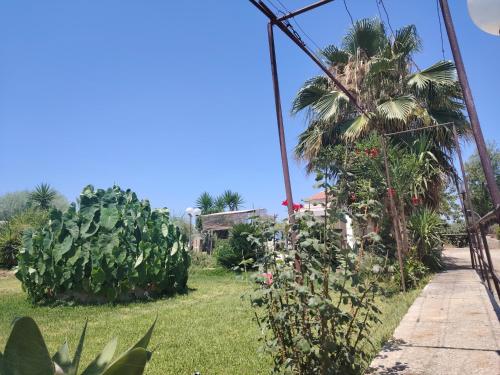 a garden with a bunch of plants and a palm tree at VILLA L&M in Floridia