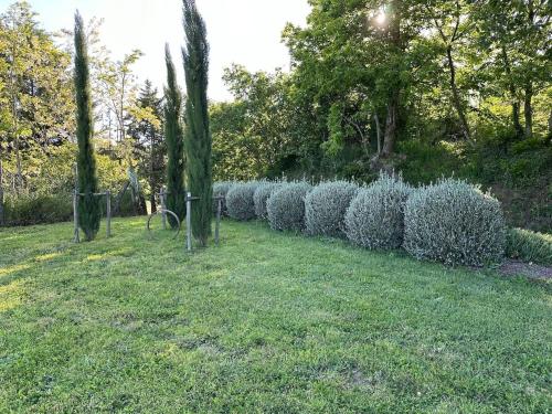 a row of bushes in a field with trees at Agriturismo Il Caio dimora di campagna in Bagnoregio