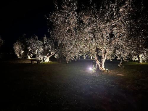 a park at night with a bench and trees at Agriturismo Il Caio dimora di campagna in Bagnoregio