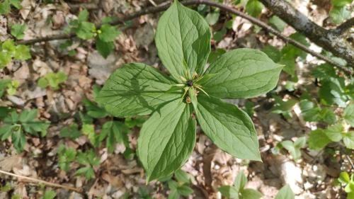 a green leaf clover growing on a tree at KTA TARPAN Podlaski Dom in Narewka