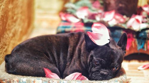 a small black dog with a bow on its head at Maison de Hill Home in Dồng Văn