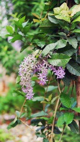 a bunch of purple flowers on a tree at Maison de Hill Home in Dồng Văn