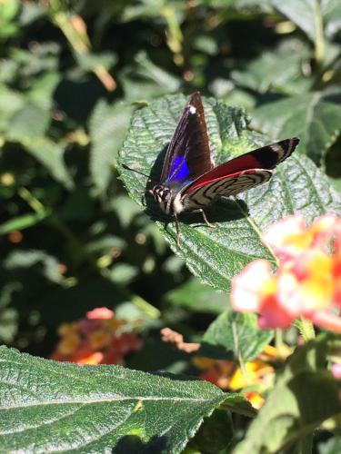 a butterfly is sitting on a green leaf at Las Coloniales in Sauce de Portezuelo