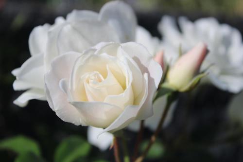 un primo piano di una rosa bianca con altri fiori di Casa da Ponta a Ponta do Pargo