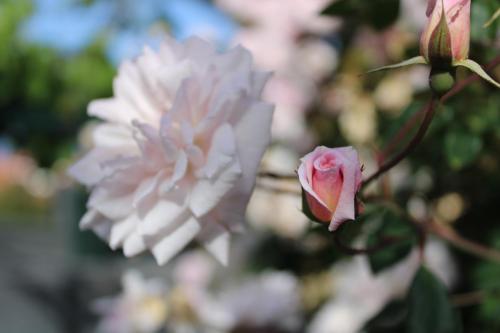 a pink rose on a branch with other flowers at Casa da Ponta in Ponta do Pargo