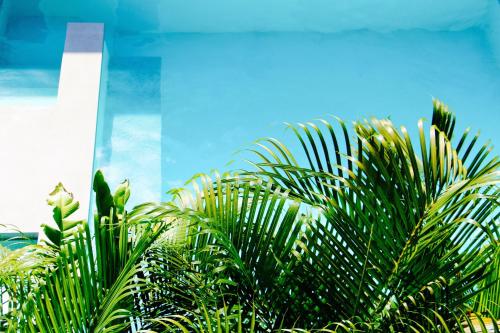 a bunch of green plants in front of a building at The Diplomat Boutique Hotel in Mérida
