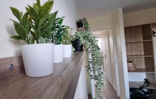 a row of plants in white pots on a counter at Verrières 3 in Issoire