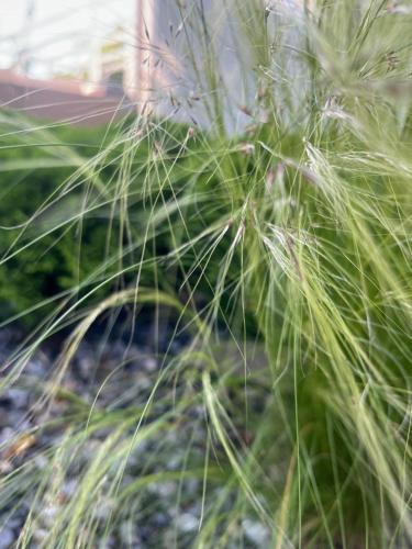 a close up of a plant with long grass at Dziupla in Wygiełzów