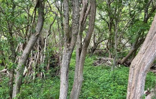 別荘の近くで見られる自然の景観