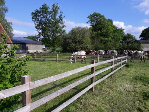 a group of cows in a field behind a fence at Roulotte à la Ferme Buissonnière in La Lande-de-Lougé