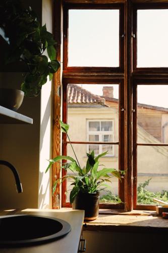 a kitchen window with a potted plant on a counter at K&L Old Town Kuldīga in Kuldīga