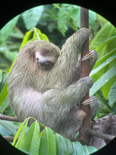 a sloth climbing a tree in the jungle at Ceiba lodge in Drake