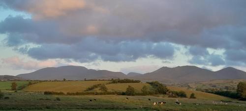 a field with cows on a hill with mountains in the background at Oaktree Manor in Castlewellan