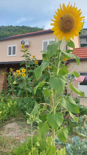 Apartman Mustapić