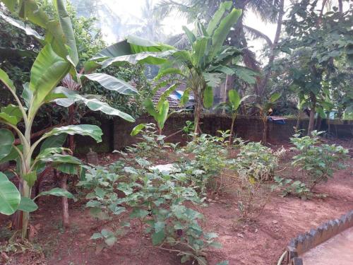 Jardín al aire libre en Oliver's Goa Guesthouse