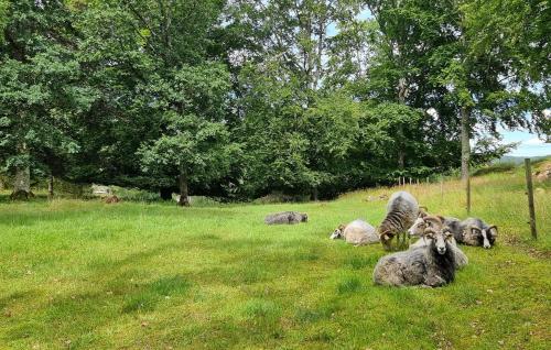 a group of sheep laying in the grass at 1 Bedroom Awesome Home In Västerlanda in Västerlanda