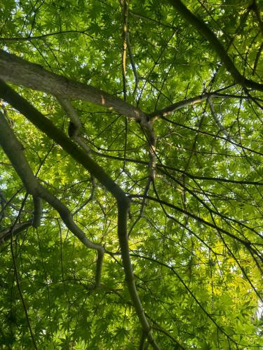 a close up of a tree with green leaves at Citrica in T'khilnari