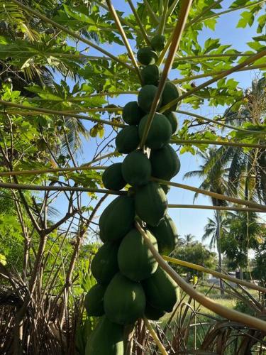 a bunch of green bananas hanging from a tree at Vila Laguna Beach, kitesurf na Ilha do Guajiru in Itarema