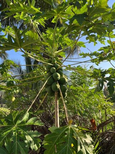 a bunch of green bananas hanging from a tree at Vila Laguna Beach, kitesurf na Ilha do Guajiru in Itarema