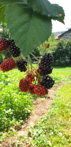 a bunch of blackberries are hanging from a tree at Riverstone Retreat Villa in Jajce