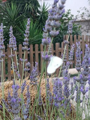 a bunch of purple flowers in front of a fence at A Ca du Giaba in Cisano sul Neva