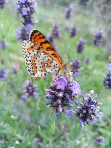 a butterfly is sitting on a purple flower at A Ca du Giaba in Cisano sul Neva
