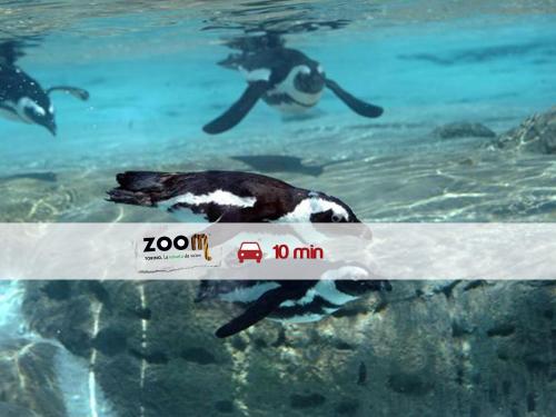 a penguin swimming in a pool of water at Hotel Villa Glicini in Pinerolo
