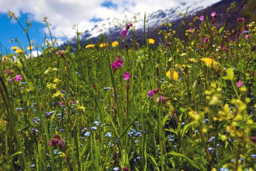 a field of flowers in front of a mountain at Hotel Truyenhof in Ried im Oberinntal