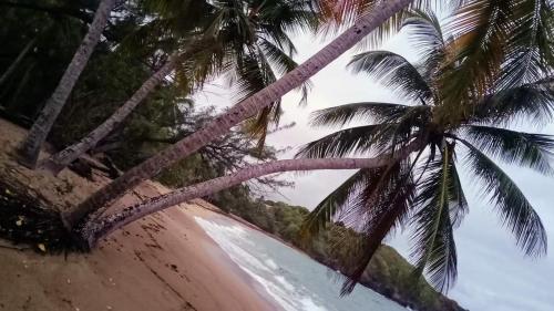 two palm trees on a beach with the ocean at la tartane in La Trinité