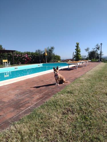 Πισίνα στο ή κοντά στο Le Pergoline B&B