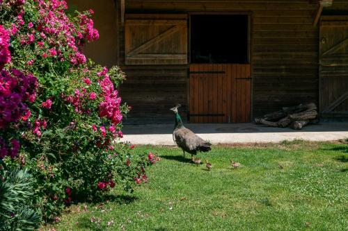 a peacock standing in the grass in front of a house at Gîte à 3 min en voiture de la plage in Plouha