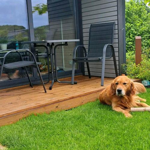 宿泊客と一緒にSauerland-Tinyworld - Ihr Tiny Ferienhaus im Sauerland am Diemelseeに滞在中のペット