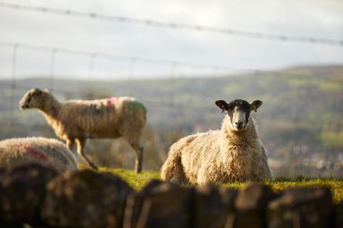 a group of sheep standing on top of a hill at The Penny Bun in Otley