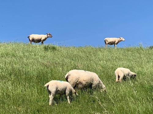 a group of sheep grazing on a grassy hill at Ferienwohnung Capitano in Eckwarden