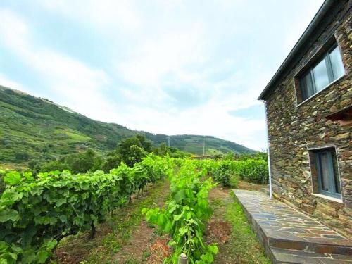 a stone building next to a field of vines at Quinta do Enxertado in Vila Real