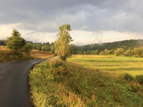 a road in the middle of a field at Sam's - Forest & Spring in Stoiceni
