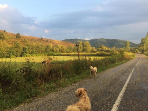 two dogs are walking down the road at Sam's - Forest & Spring in Stoiceni