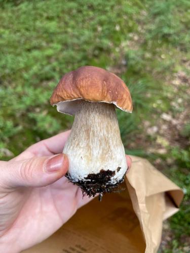 a person holding a mushroom in their hand at Gråbogården event and conference center in Gråbo