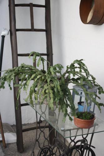 a plant sitting on a glass table next to a ladder at Ferienwohnung Birgit in Eisenstadt