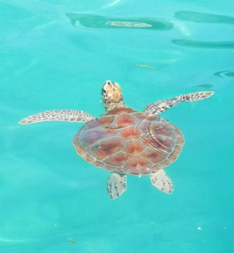 a green sea turtle swimming in the water at Exotic house in Gili Meno