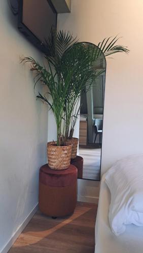 a potted plant in a room with a mirror at Stadsklooster Dordt Hotel&Hostel in Dordrecht