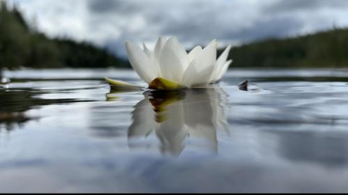 a white flower on top of a lake at Efri Halfa in Homstad