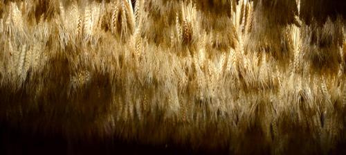a close up of a field of tall grass at Hotel M Soleil - Montpellier Centre Saint Roch in Montpellier