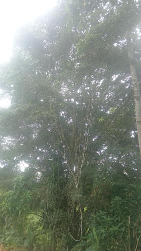 Landskap semula jadi dekat dengan rumah tamu ini